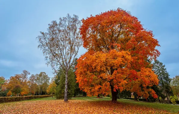 Autumn, the sky, leaves, trees, yellow, Park