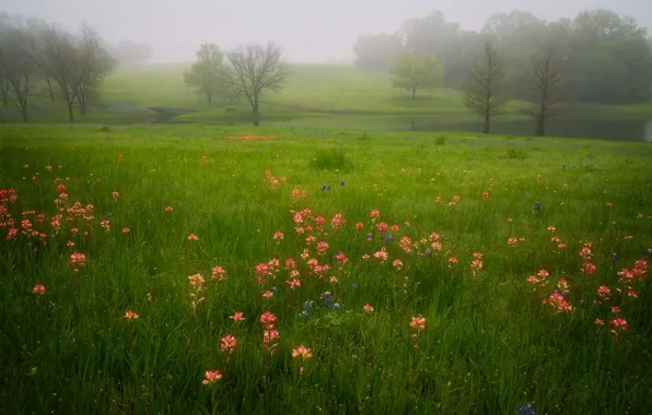 Greens, field, summer, grass, trees, flowers, green, fog