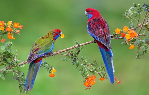 Birds, branch, parrot, pair