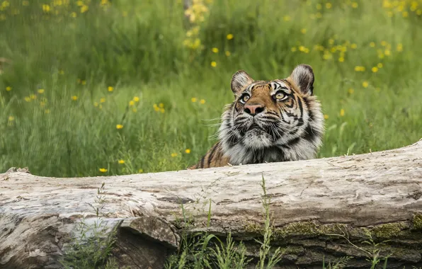 Picture grass, wood, tiger, flowers, looking, head