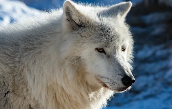 Face, wolf, portrait, predator