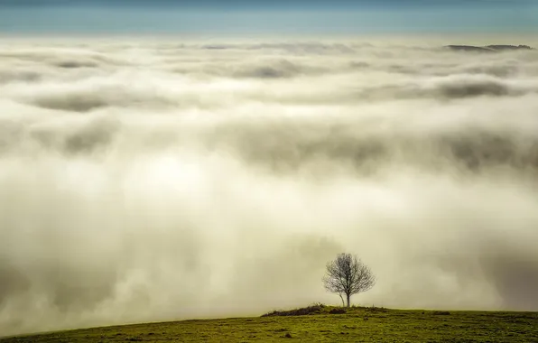 Picture grass, clouds, fog, tree, lawn, height, hill, crown