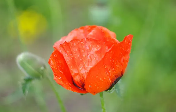 Picture flower, summer, water, drops, macro, red, bright, nature