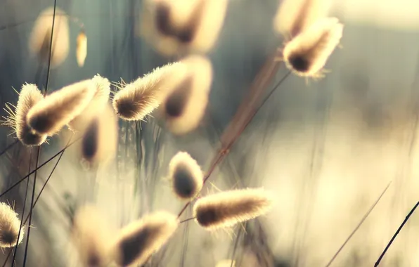 Picture macro, sunrise, plant, morning, dry grass