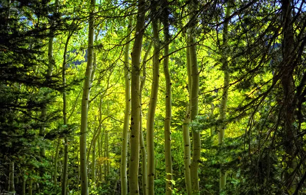 Forest, branches, nature, trunk