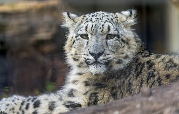 Cat, look, IRBIS, snow leopard, cub, ©Tambako The Jaguar