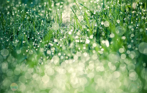 Greens, grass, leaves, water, drops, nature, Rosa, lawn