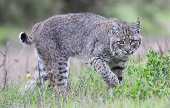 Picture grass, grey, predator, lynx