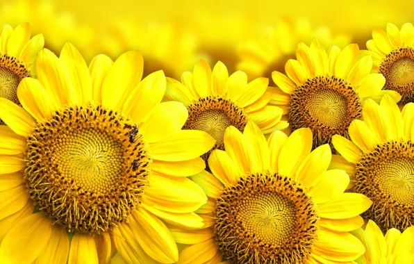 Flowers, yellow, sunflowers