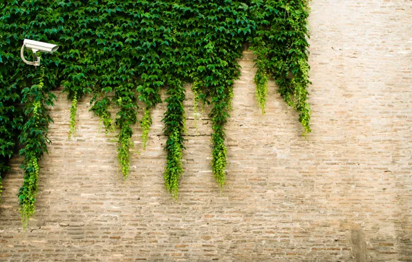 Greens, leaves, the city, wall, street, minimalism, texture, camera