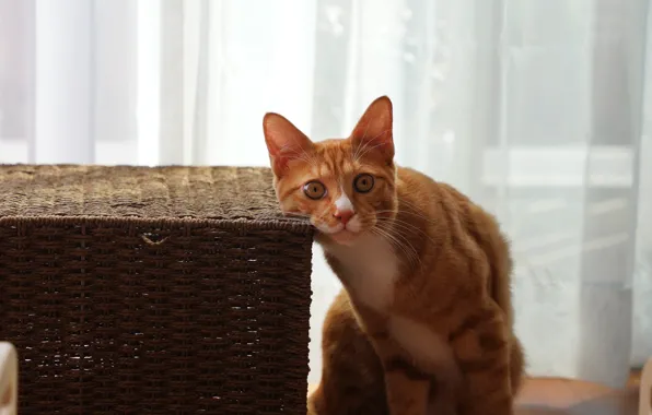 Cat, cat, look, light, basket, red, curtains, face