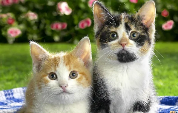 Colorful, beautiful, Cats, cute