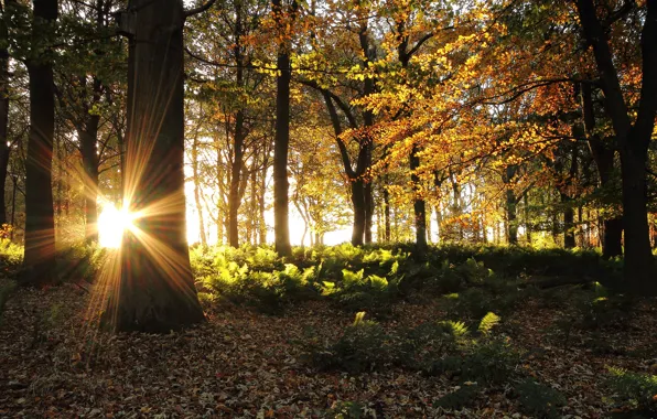 Autumn, forest, the sun, rays, trees