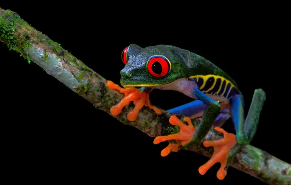 Picture branches, frog, black background, red-eyed tree frog