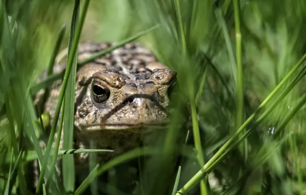 Grass, nature, frog