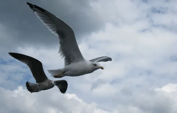 The sky, Seagull, Flight