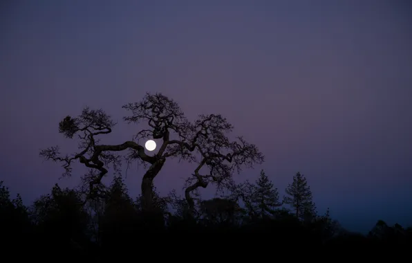 Picture trees, night, the moon