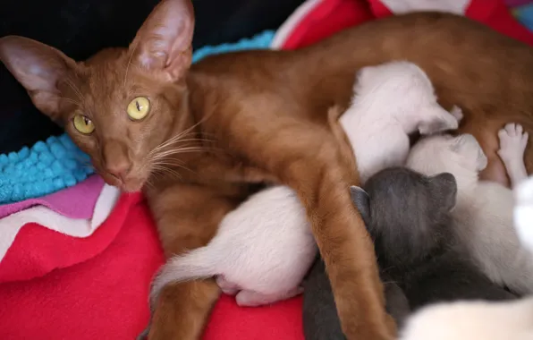 Look, face, kittens, fabric, kids, care, brown, mother