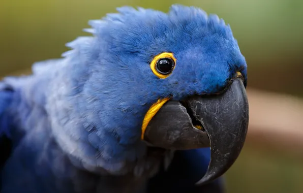 Picture look, blue, background, bird, portrait, parrot, Ara