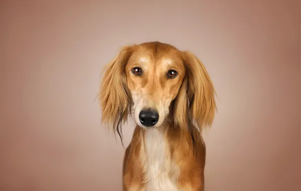 Picture background, dog, red, Kenny, Saluki