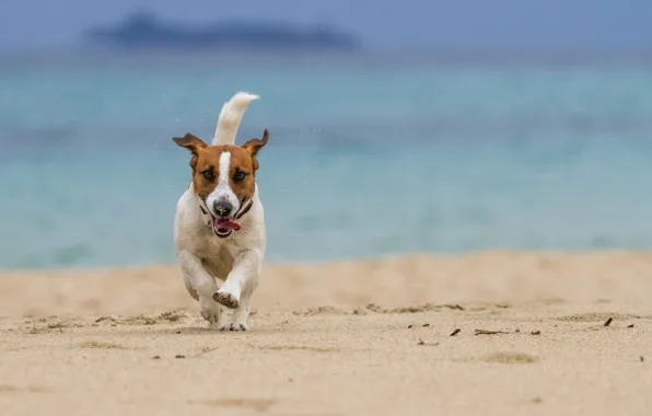 Picture sea, beach, dog, running