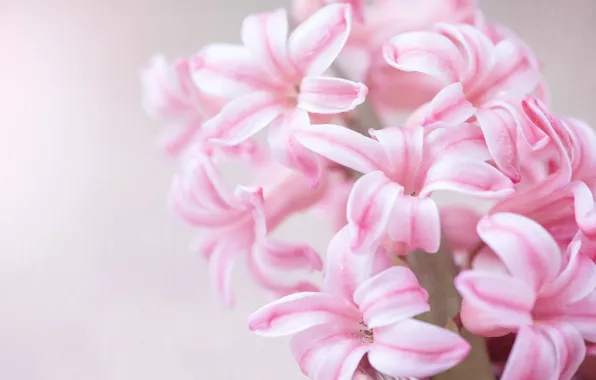Picture macro, flowers, background, light, petals, pink, gently, hyacinths