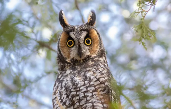 Picture look, branches, owl, bird, bokeh, eyes, Long-eared owl