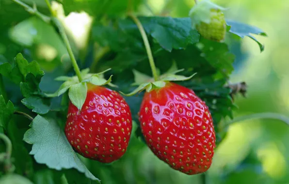 Summer, nature, berries, beauty, positive, harvest, strawberry, dessert