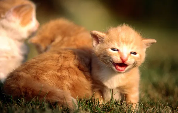 Grass, kitty, kittens