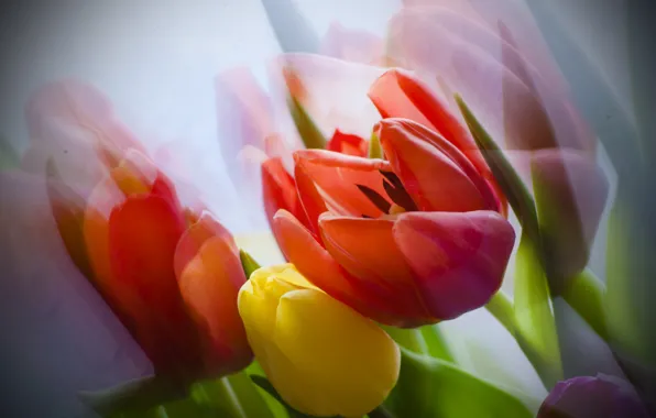 Flowers, bouquet, tulips