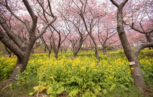 Trees, flowers, Park, spring, Sakura, flowering, pink, blossom