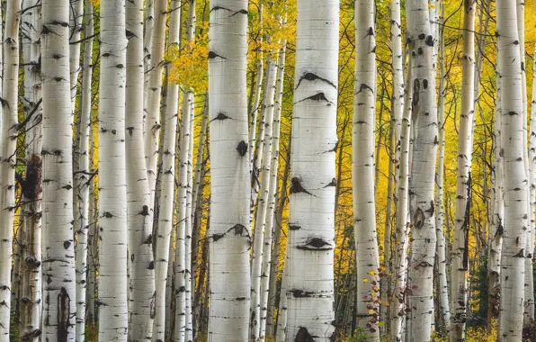 Trees, Colorado, USA, aspen