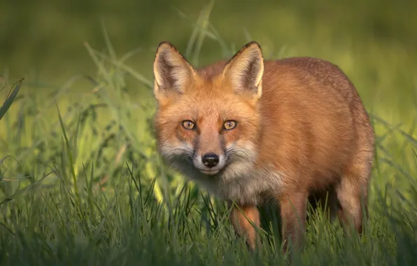 Picture grass, look, face, Fox, red