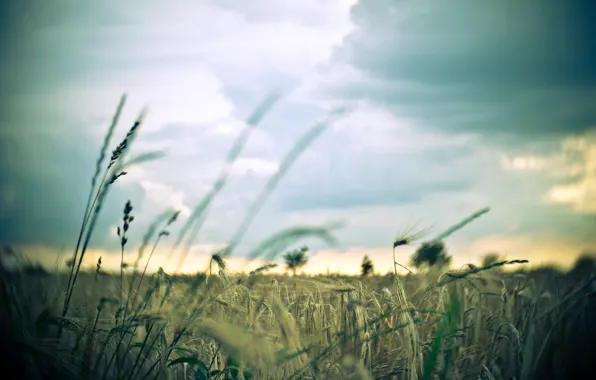 Wheat, field, the sky, macro, background, widescreen, Wallpaper, rye