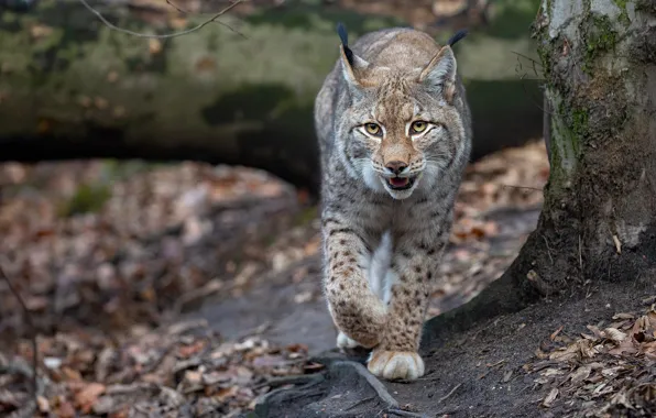Picture autumn, walk, lynx, sneaks