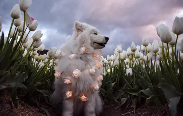 Look, pose, dog, face, Samoyed