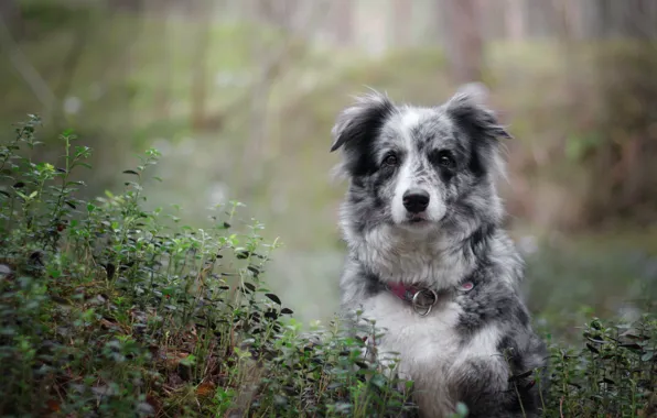 Leaves, nature, dog, motley