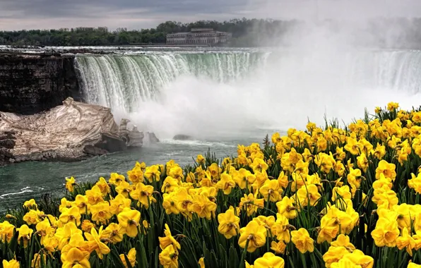 Flowers, waterfall, spring, daffodils
