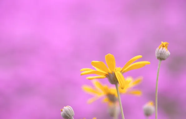 Flower, macro, nature, background, pink, plant, color, yellow