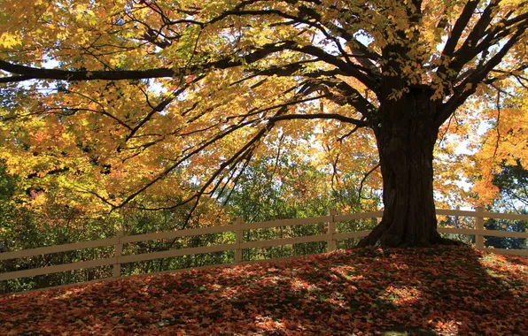 Autumn, leaves, trees, the fence