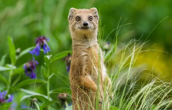 Grass, flowers, stand, mongoose