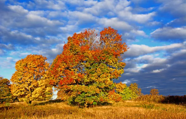 Autumn, the sky, grass, leaves, clouds, trees