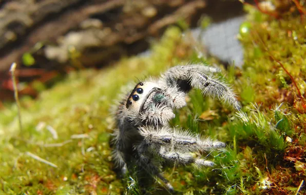 Picture grass, eyes, spider, looks, spider