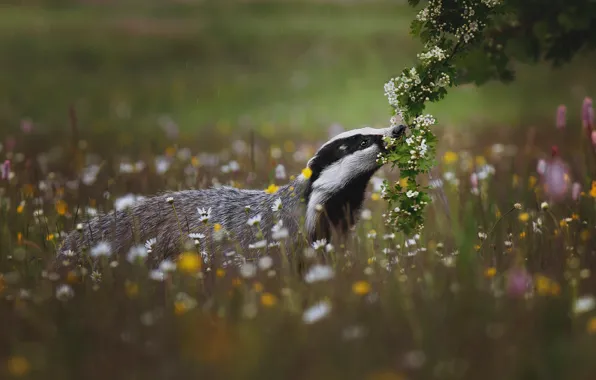 Field, grass, face, flowers, pose, glade, Bush, branch