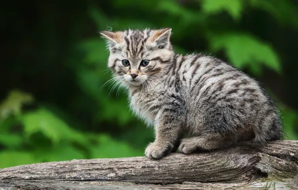 Look, kitty, wild forest cat