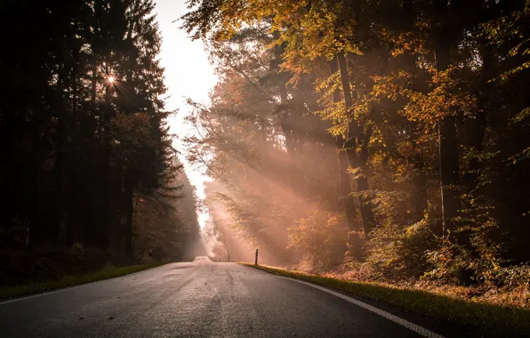 Picture road, forest, light