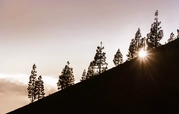 Light, trees, mountains