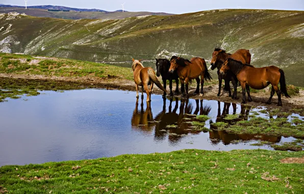Mountains, reflection, shore, horses, horse, drink, pond, the herd