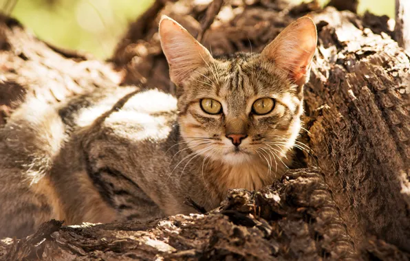 Picture look, face, Wild cat, Forest cat
