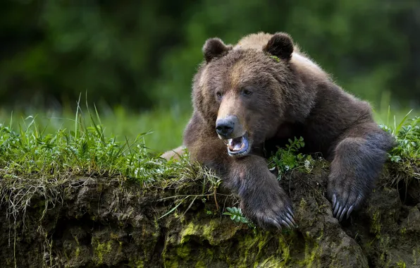 Paws, bear, claws, beast, the Bruins